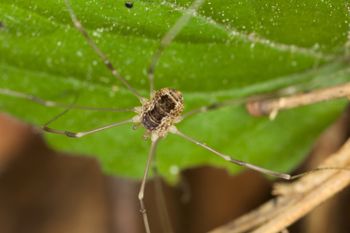 Media type: image;   Invertebrate Zoology 40460